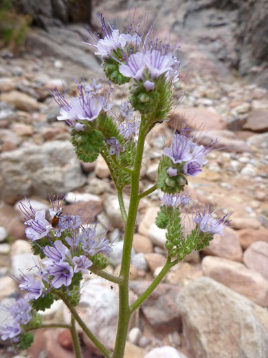 Notch-leaved Phacelia