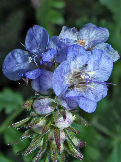 Clustered inflorescence