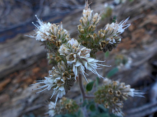 Clustered flowers