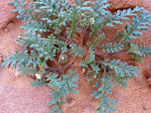 Ives' Phacelia