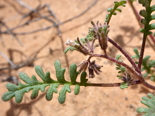 Leaves and calyces