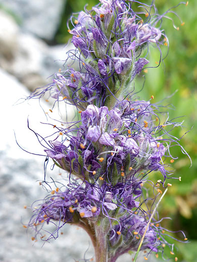 Purple flowers