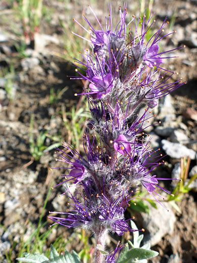 Bracts and stamens