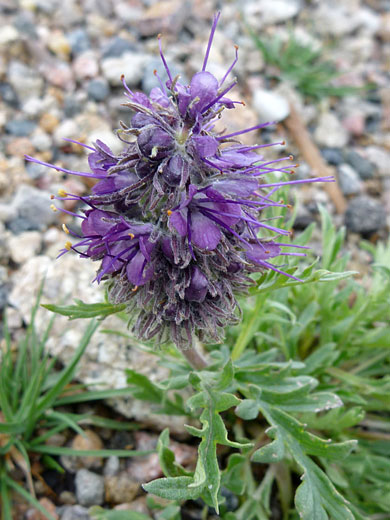 Purple Fringe