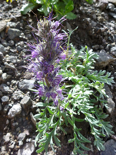 Flower spike