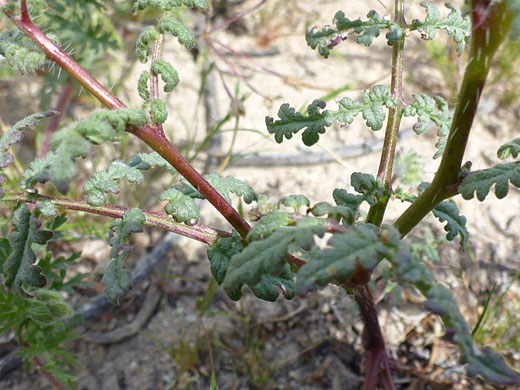 Stem and leaves