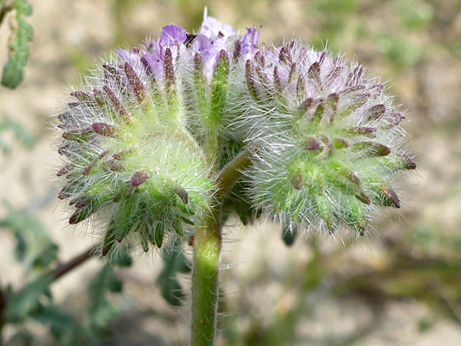 Lacy Scorpionweed