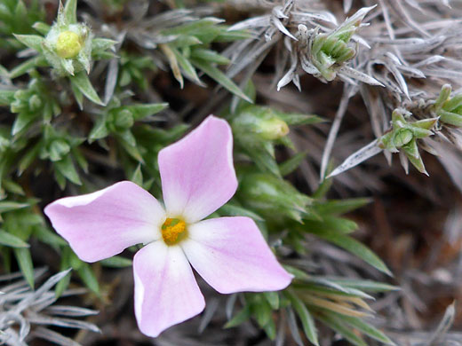 Flower and bud