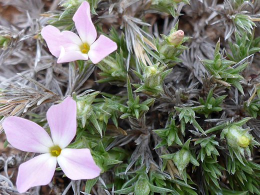 Two flowers