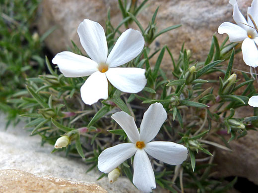 White flowers