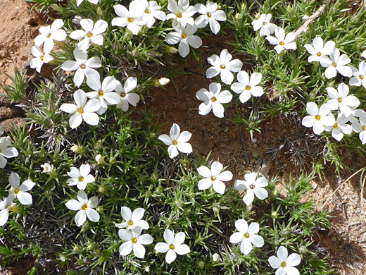 Many flowers