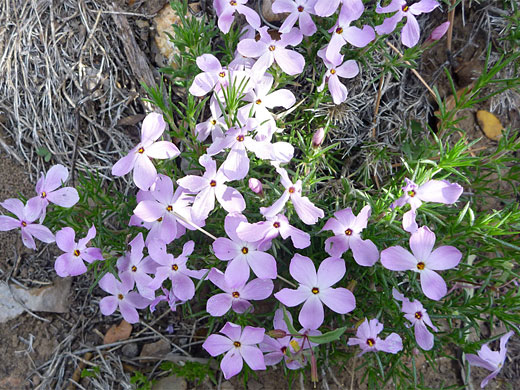 Mountain Phlox