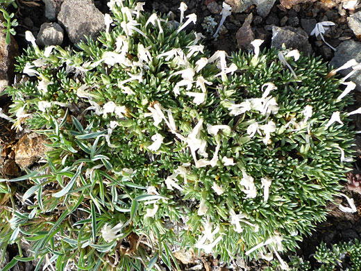 Matted plant