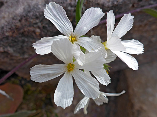 Group of flowers