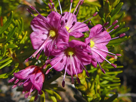 Red Mountain Heather; Pink flower of the red mountain heather, Conness Lakes Loop, California