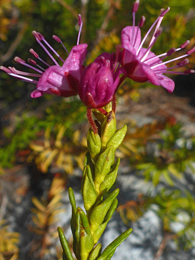 Leaves and flowers