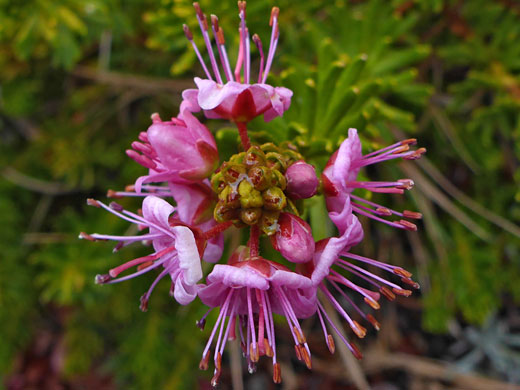 Flower cluster