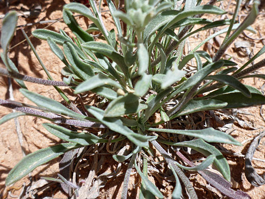 Basal leaves