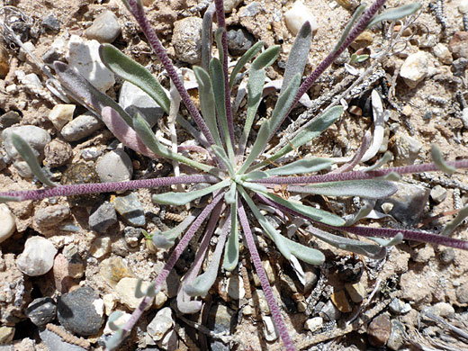 Basal leaf rosette