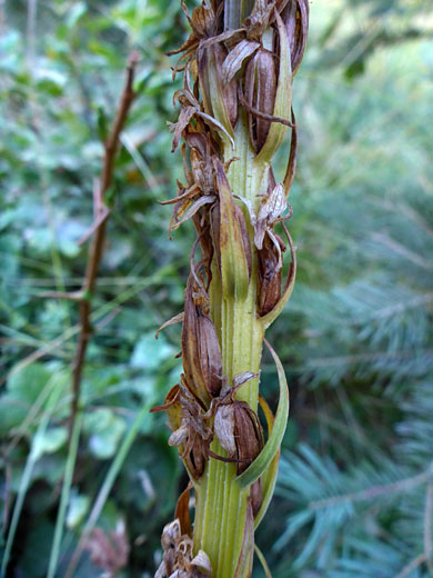 Developing seeds