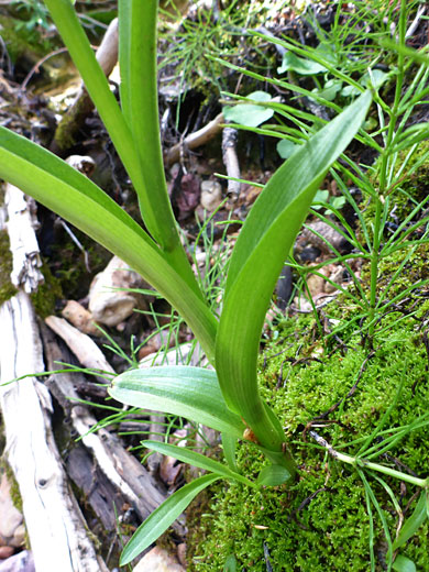 Green Bog Orchid