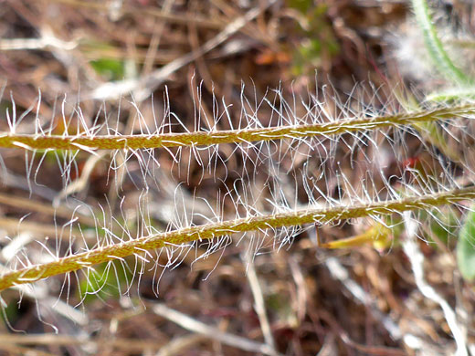 Hairy stems