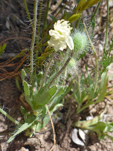 Hairy leaves and stems