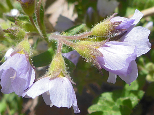 Calyces and corollas