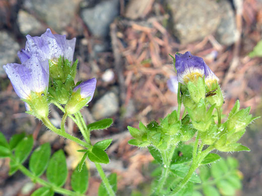 Purple flowers