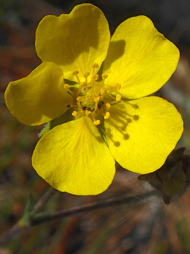 Five-petalled flower