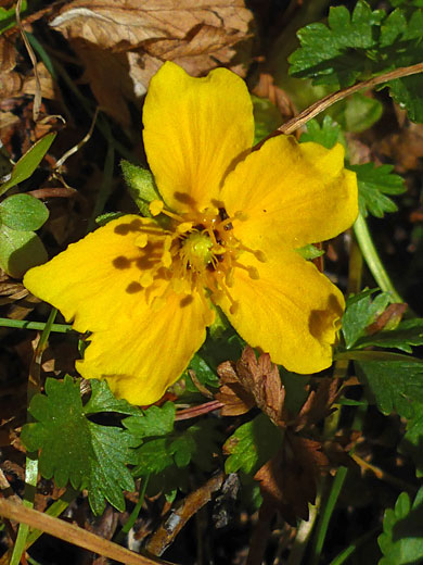 Fan-Foil; fan-foil (potentilla flabellifolia), Conness Lakes Loop, California