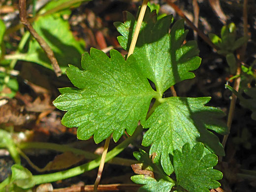 Fan-like leaves