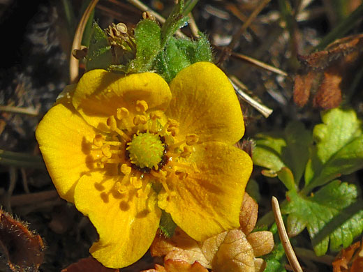 Rounded petals