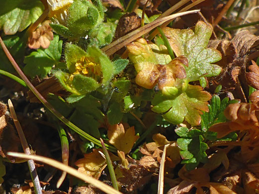 Hairless leaves