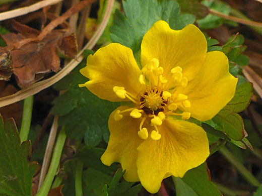 Notched petals