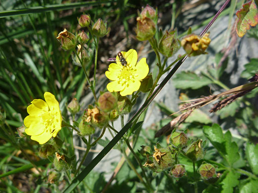 Flowers and buds