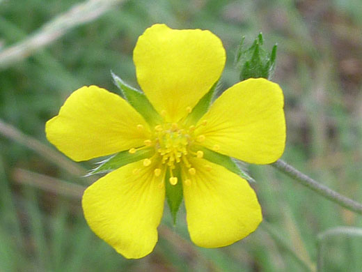 Yellow petals