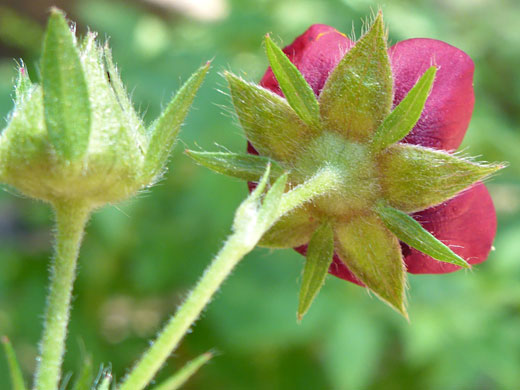 Scarlet Cinquefoil