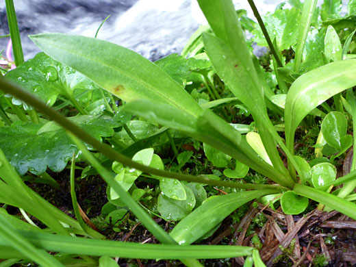 Basal leaves