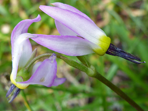 Sierra Shooting Star