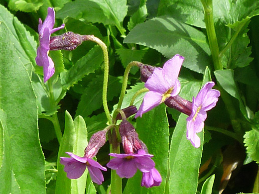 Pink flowers