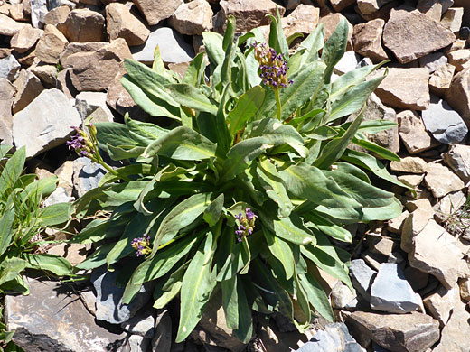 Plant on scree