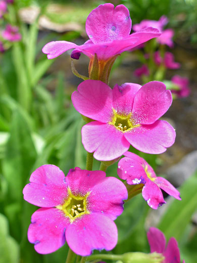 Bright pink flowers