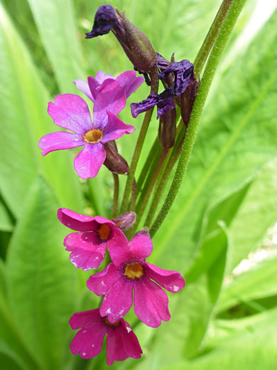 Withering flowers