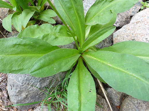 Parry's Primrose