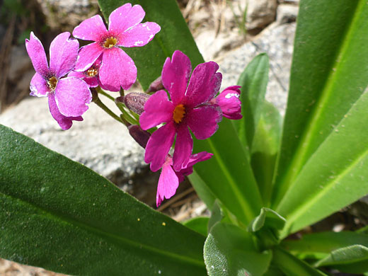 Flowers and leaves