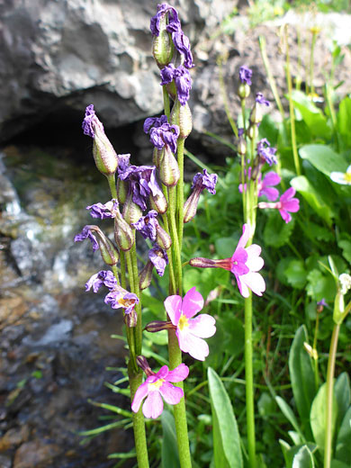 Flowers, mostly withered