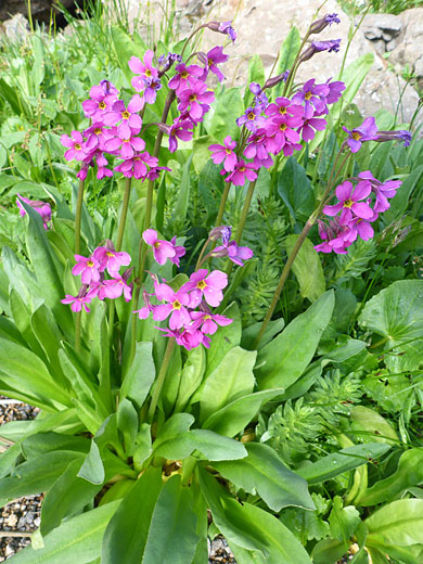 Flowering stems