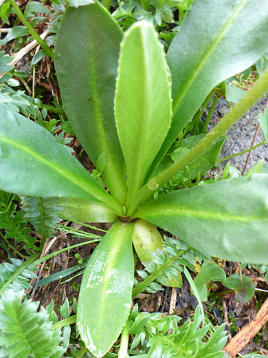 Base of a stem