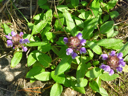 Flowers and leaves